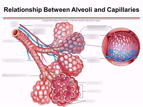 Alveolar Duct Alveolar Sac Alveolus Pulmonary Arteriole Pulmonary Capillaries