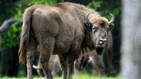 Native Americans stand up against the slaughter of Yellowstone bison - LifeGate