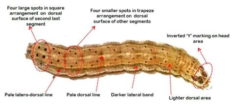 Fall armyworm detected in NT and WA - Beef Central