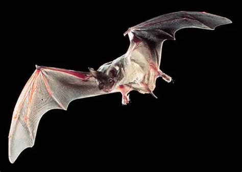 Texas State Flying Mammal | Mexican Free-Tailed Bat