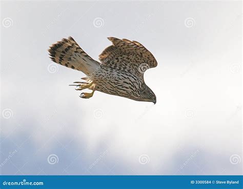 Juvenile Northern Goshawk stock photo. Image of raptor - 3300584