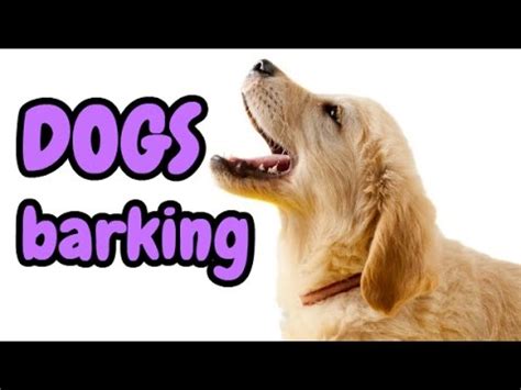 DOGS BARKING | 12 Dog Breeds Barking HD Sound Effect - YouTube