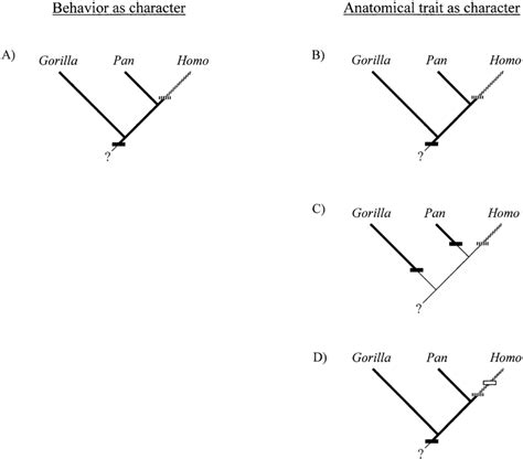 Character evolution of knuckle-walking and bipedalism in the African... | Download Scientific ...