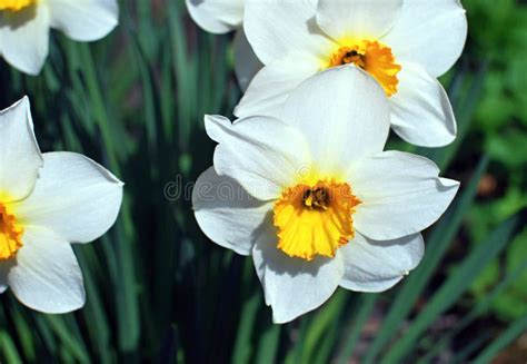 White daffodil flowers stock photo. Image of details - 52866346