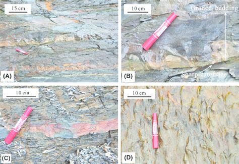 Outcrop features of siltstone. (A–C) Gray bedded siltstone with 5-cm ...