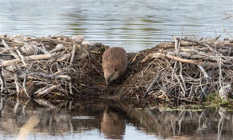 Beaver Tracks: Identification Guide for Snow, Mud, and More - A-Z Animals