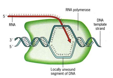 7 DNA-dependent RNA synthesis: In addition to elongate mRNA, RNA... | Download Scientific Diagram