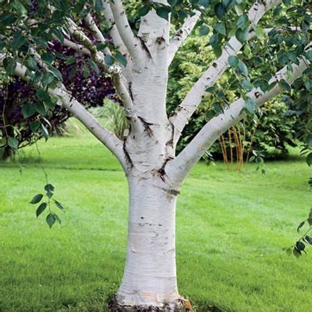 White Paper Birch Tree | Birch trees for sale, Birch trees landscaping, Fast growing shade trees