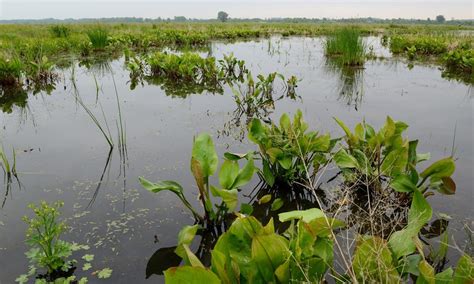 What Is A Wetland? — The Wetlands Initiative