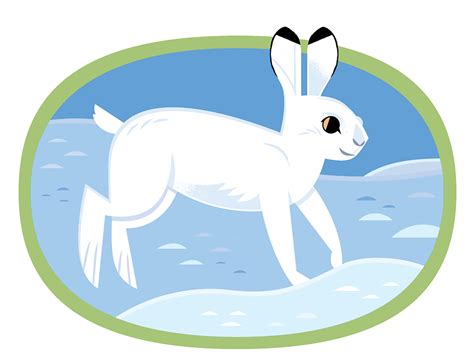 Snowshoe Hare by Alexander Vidal on Dribbble