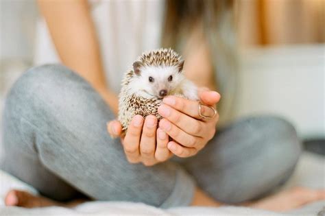 150 Best Hedgehog Names for Your Pincushion Pet | LoveToKnow Pets