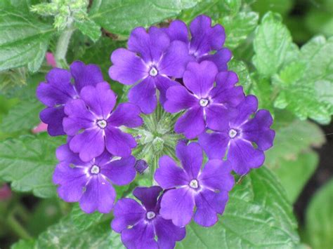 Verbena Seeds Verbena XP Quartz Blue 25 thru 500 Seeds | Etsy