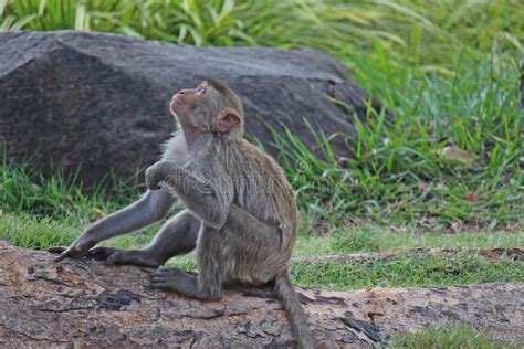 Monkey is in Thai park. stock photo. Image of brown - 118009406