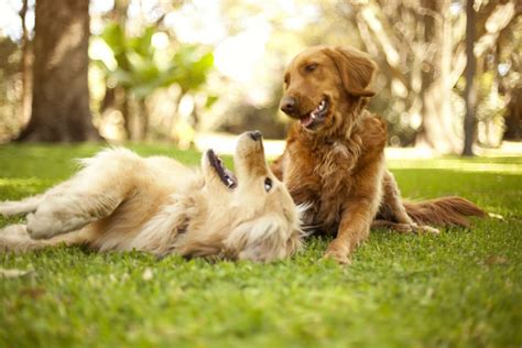 Why Dogs Play with Each Other More When Owners Watch