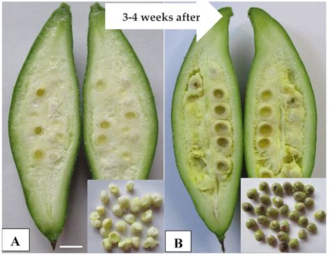 Plants | Free Full-Text | Tetraploid Induction by Colchicine Treatment and Crossing with a ...