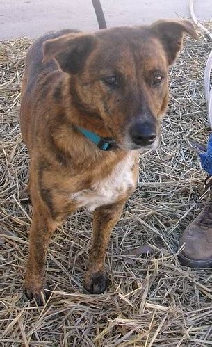 "Cocoa", Female, 7Yrs 6 Months brindle Australian Cattle D… | Flickr