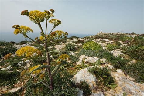 A 'miracle plant' was just rediscovered after 2,000 years in Turkey