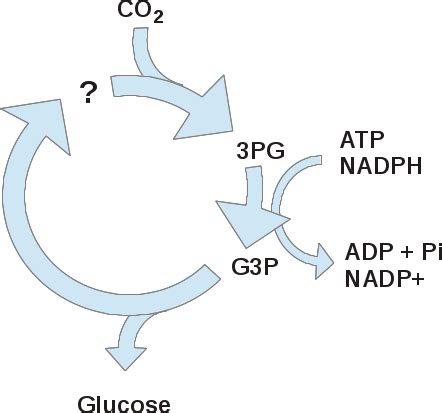 Carbon fixation | Biological Principles