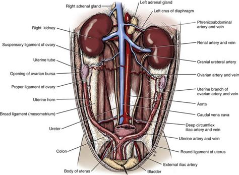 Anatomy Of Kidney Location - Anatomical Charts & Posters