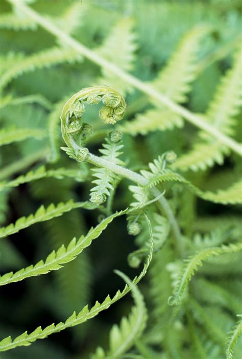 How to Plant and Grow Lady Ferns