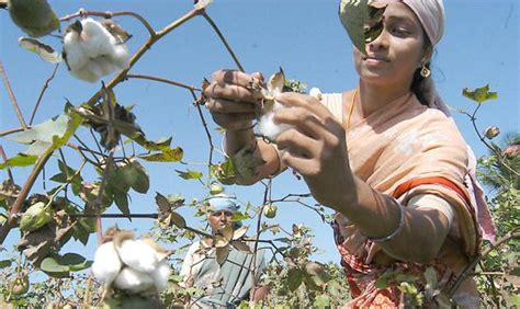 ChetCo aims to transform cotton farming in India