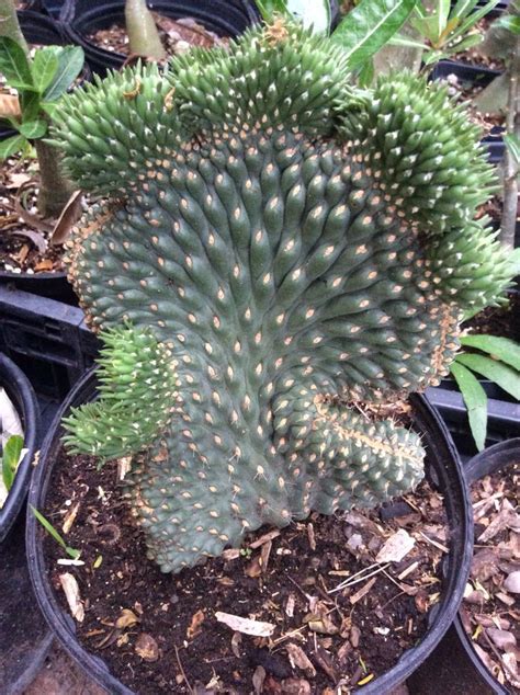 there are many potted plants in the planter area, one is green and the other is brown