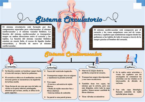 Literatura Refrescante Estimar mapa arterial humano Culo Falsificación ...