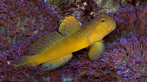 Buy Yellow Watchman Goby Online | Saltwater Fish Sale - Vivid Aquariums