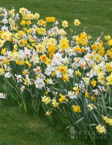 Shop flowers and flower bulbs at Holland Bulb Farms | Plants, Daffodils ...