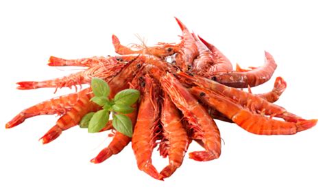 Prawn PNG Transparent Images Free Download | Vector Files | Pngtree