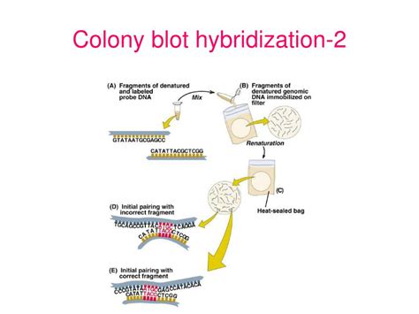 PPT - Nucleic Acid Hybridization PowerPoint Presentation, free download - ID:1456717