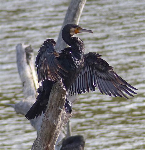 BirdLife Melbourne - Great Cormorant