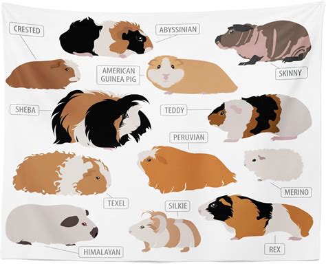 Amazon.com: Lunarable Guinea Pig Tapestry, Infographic Design Classification for Types of Rodent ...