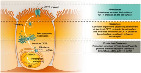 Site and mechanism of action of different CFTR modulator drugs. Source ...