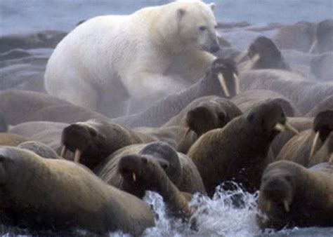 Official Reason For Walrus Cliff Deaths Unravels