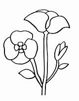 Poppies Coloring Pages Free Printable PDF sketch template