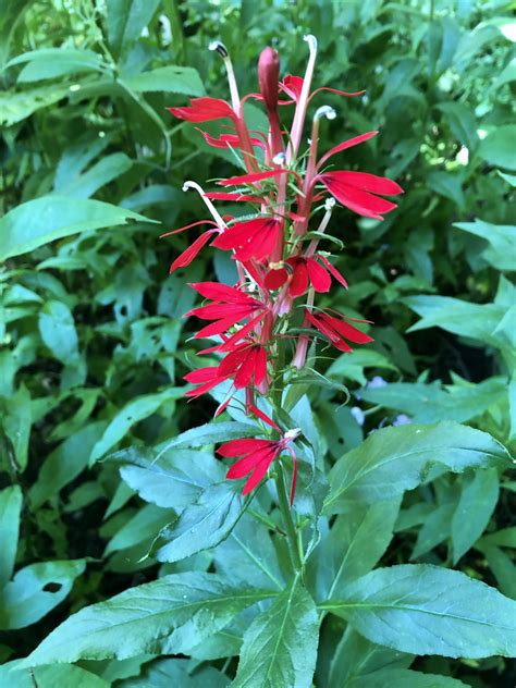 Lobelia cardinalis (Cardinal Flower, Indian Pink, Lobelia) | North Carolina Extension Gardener ...