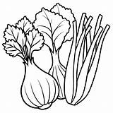 Fennel lettuce Arugula Vegetables Outline coloring book Page line Art  sketch template