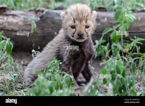 africa, Cheetah cub Stock Photo - Alamy