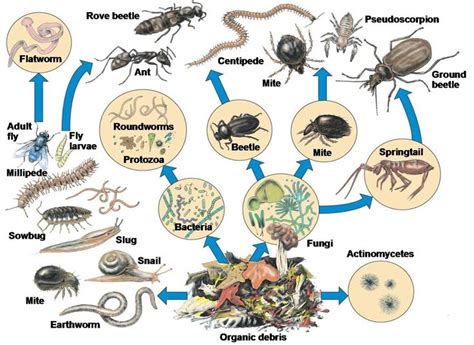 15 Minute Field Trips: Underground Ecosystems