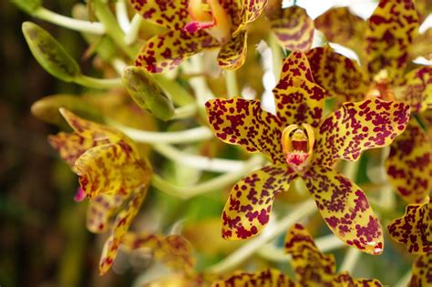 43 Most Popular Types of Orchid Plants - Petal Republic