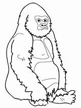 Ape Coloring Pages  Best For Kids sketch template