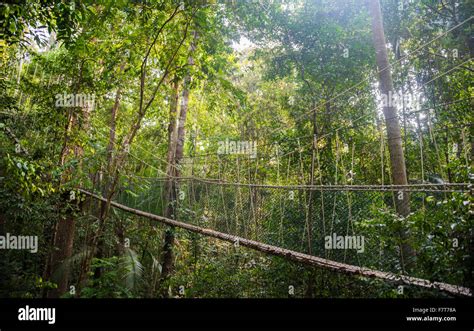 Suspension bridge in the jungle, Canopy Walkway, Kuala Tahan, Taman Negara, Malaysia Stock Photo ...