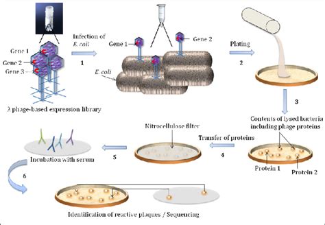 Serological screening procedure for a λ-phage­based EL For serological ...