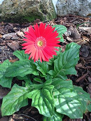 Gerbera Daisy – Gardening Solutions