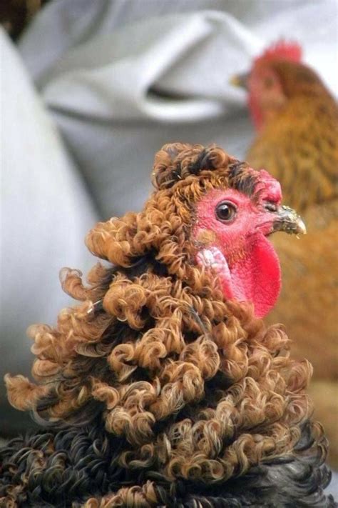 Short Hairstyle Images For Older Women | Beautiful chickens, Fancy ...