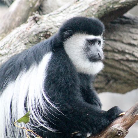 Black and White Colobus - Potawatomi Zoo