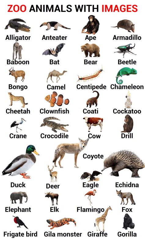 100 zoo animals names in english with images zoo animals – Artofit