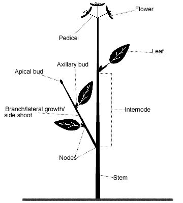 Parts of a stem – Gardening Tips and Advice – Oak Leaf Gardening