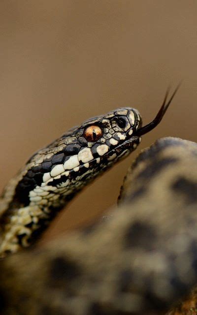 European Adder | Snake, Reptiles, Beautiful snakes